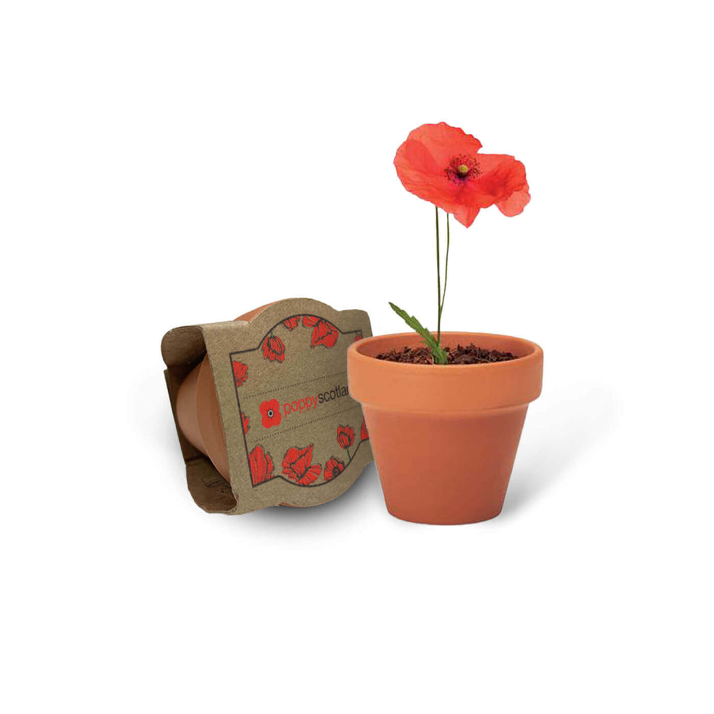 Grow Your Own Poppy in a Terracotta Pot | Poppyscotland
